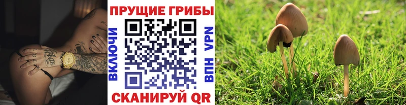 Псилоцибиновые грибы MAGIC MUSHROOMS Купить где Осташков